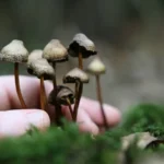 How Long Does It Take for Shrooms to Kick In?