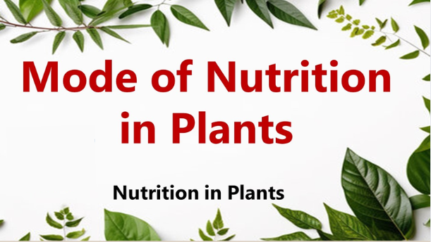 What is the Mode of Nutrition for Plantae?